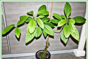 Как вырастить или посадить дерево авокадо в домашних условиях?